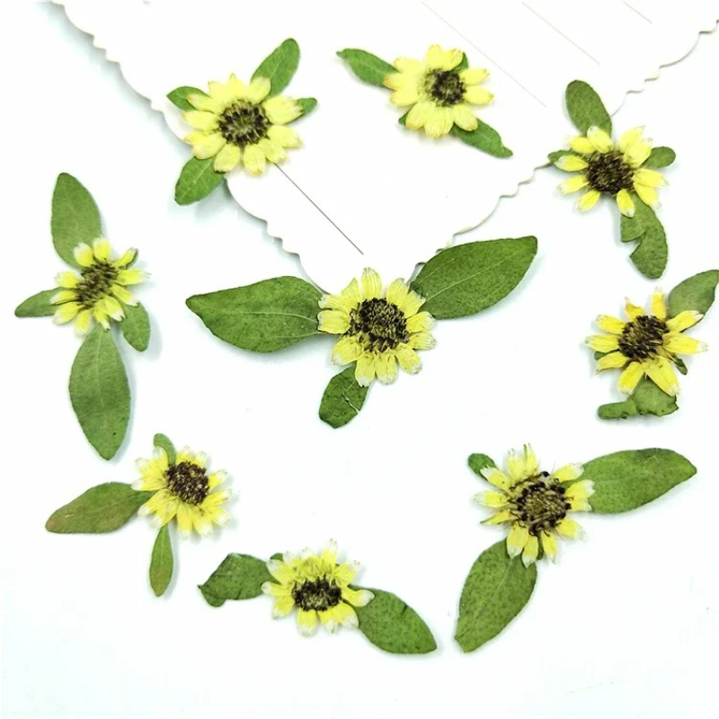 Art Craft 2 Year Olds - 24pcs,Natural Pressed Mini Sunflower,Real touch Flower