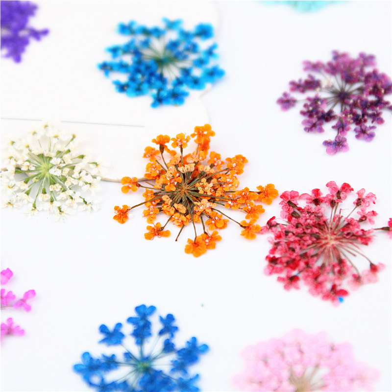 Art Craft 2 Year Olds - 12/24Pcs Pressed Flower Snowdrop Lace Flower