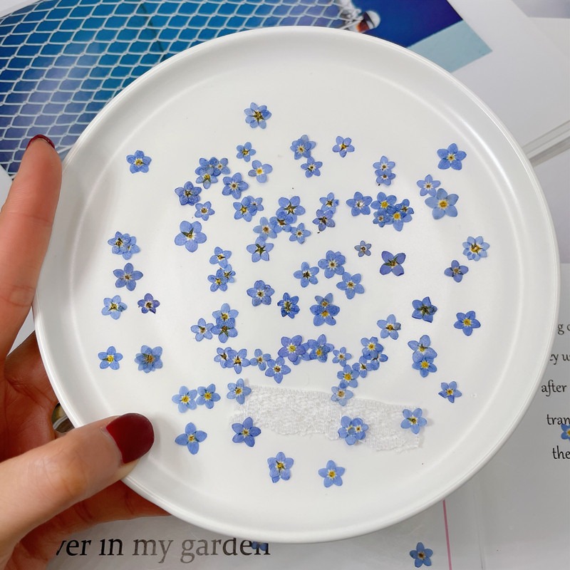 Art Craft 2 Year Olds - 100pcs/0.5-1cm,Pressed mini Forget-Me-Not Flowers Petals, Nature