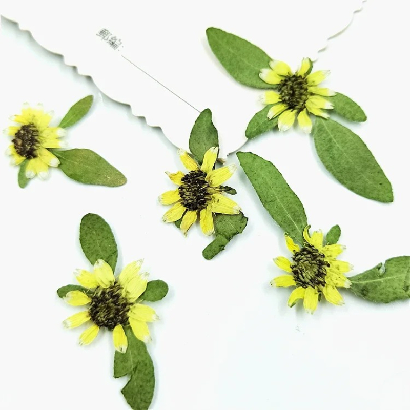 24pcs,Natural Pressed Mini Sun - Art Craft 2 Year Olds review and price