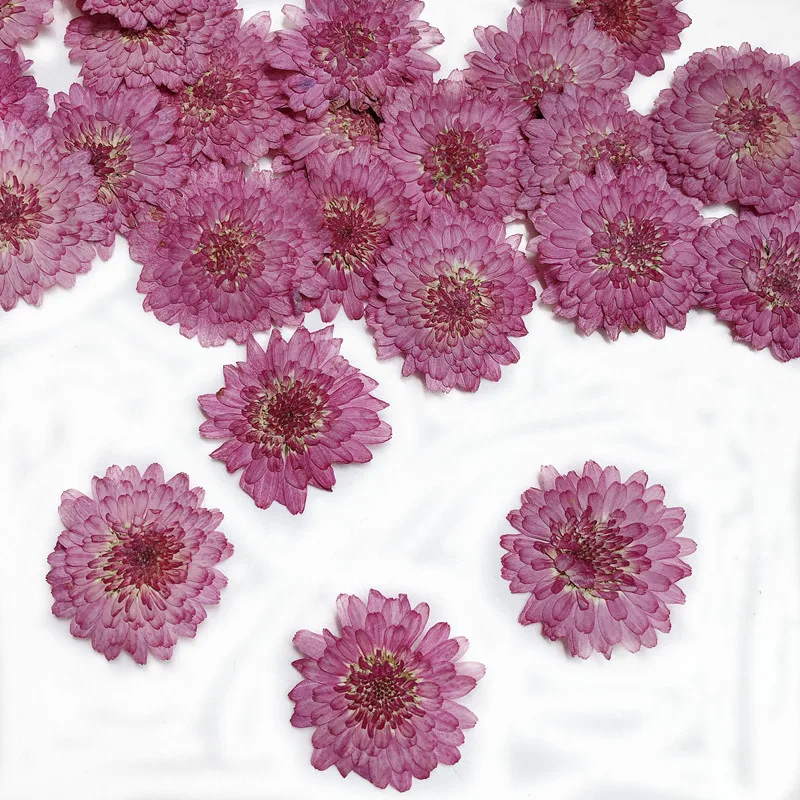 Nature Pressed Flowers Real Dr - Art Craft 2 Year Olds review and price