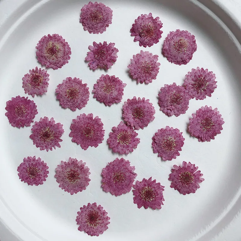 Nature Pressed Flowers Real Dr - Art Craft 2 Year Olds review and price