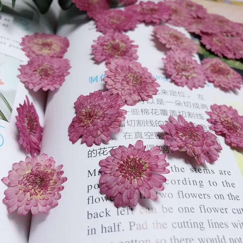 Nature Pressed Flowers Real Dr - Art Craft 2 Year Olds review and price