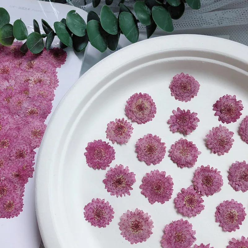 Nature Pressed Flowers Real Dr - Art Craft 2 Year Olds review and price
