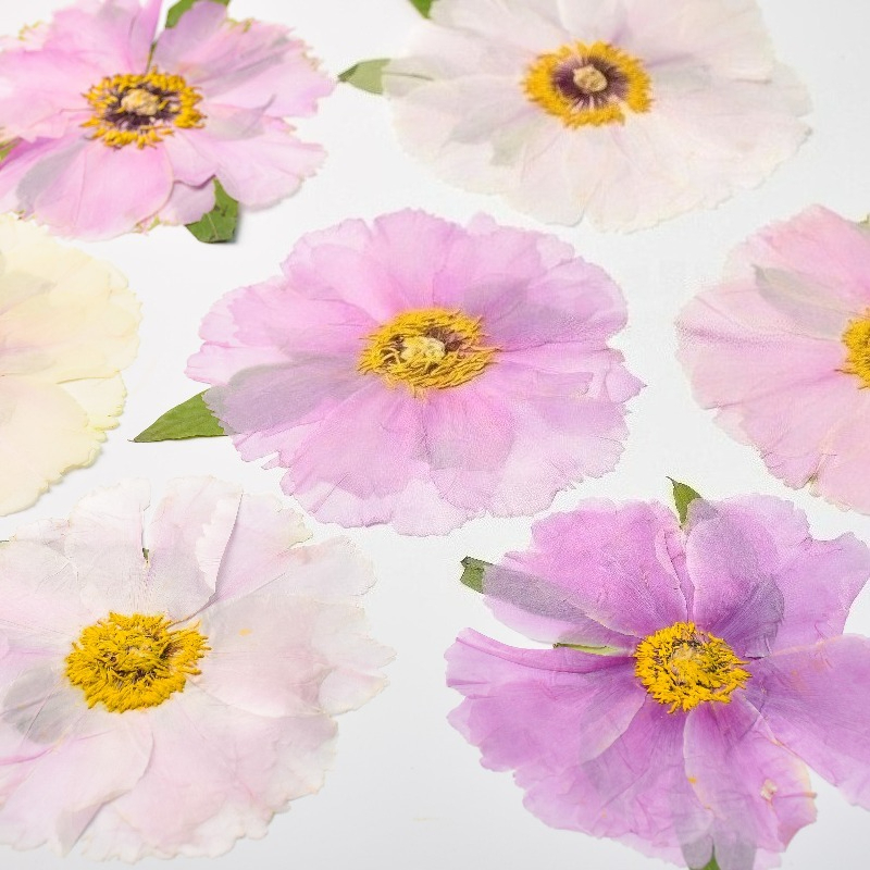 1pcs,Nature Big Size Peony Rea - Art Craft 2 Year Olds review and price