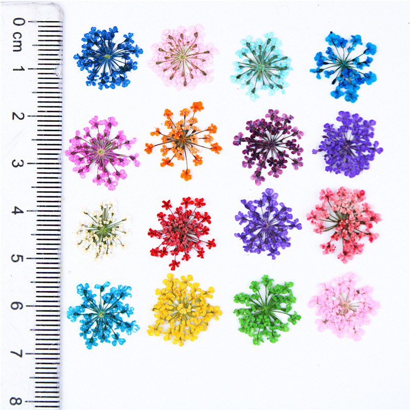12/24Pcs Pressed Flower Snowdr - Art Craft 2 Year Olds review and price