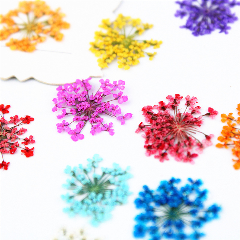 12/24Pcs Pressed Flower Snowdr - Art Craft 2 Year Olds review and price