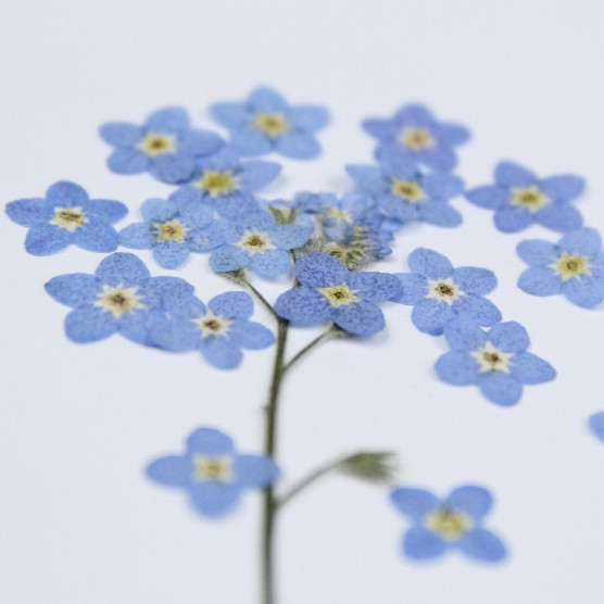 100pcs/0.5-1cm,Pressed mini Fo - Art Craft 2 Year Olds review and price