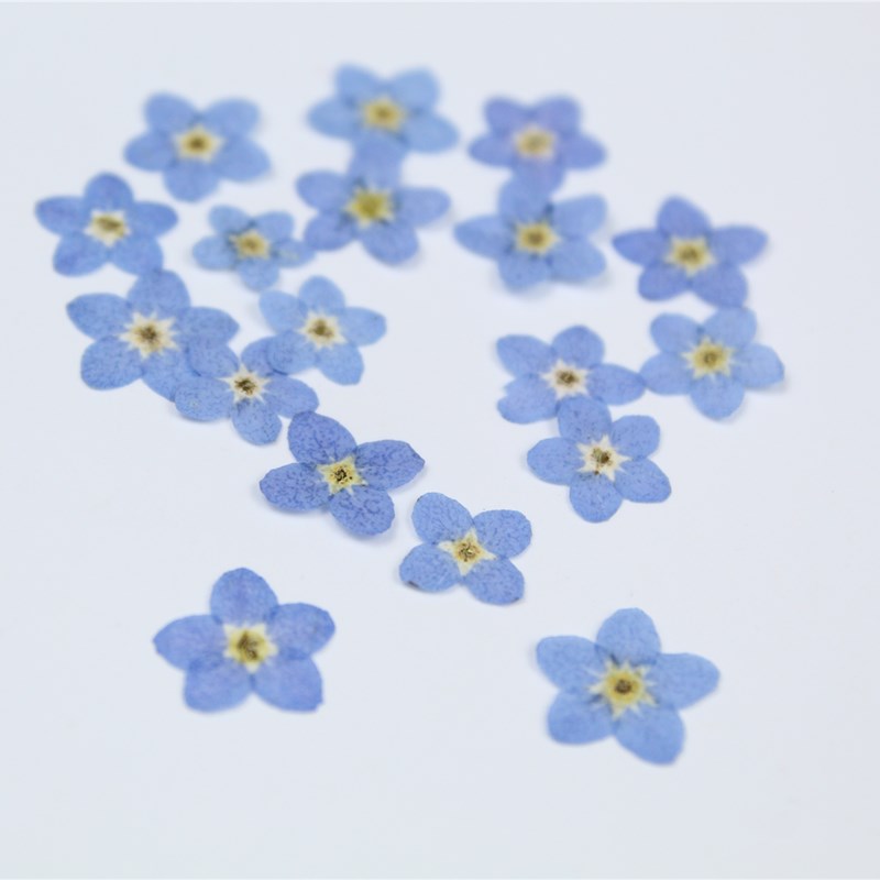 100pcs/0.5-1cm,Pressed mini Fo - Art Craft 2 Year Olds review and price