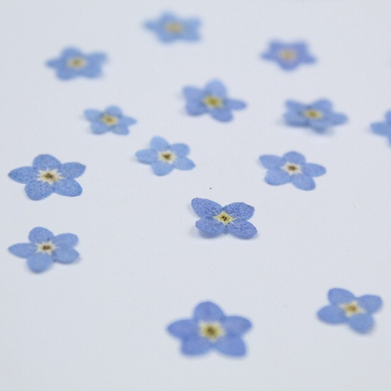 100pcs/0.5-1cm,Pressed mini Fo - Art Craft 2 Year Olds review and price