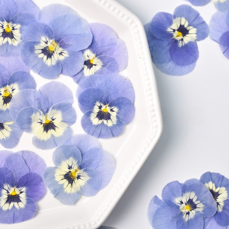 24pcs,Real Light Blue Pansy Pr - Art Craft 2 Year Olds review and price
