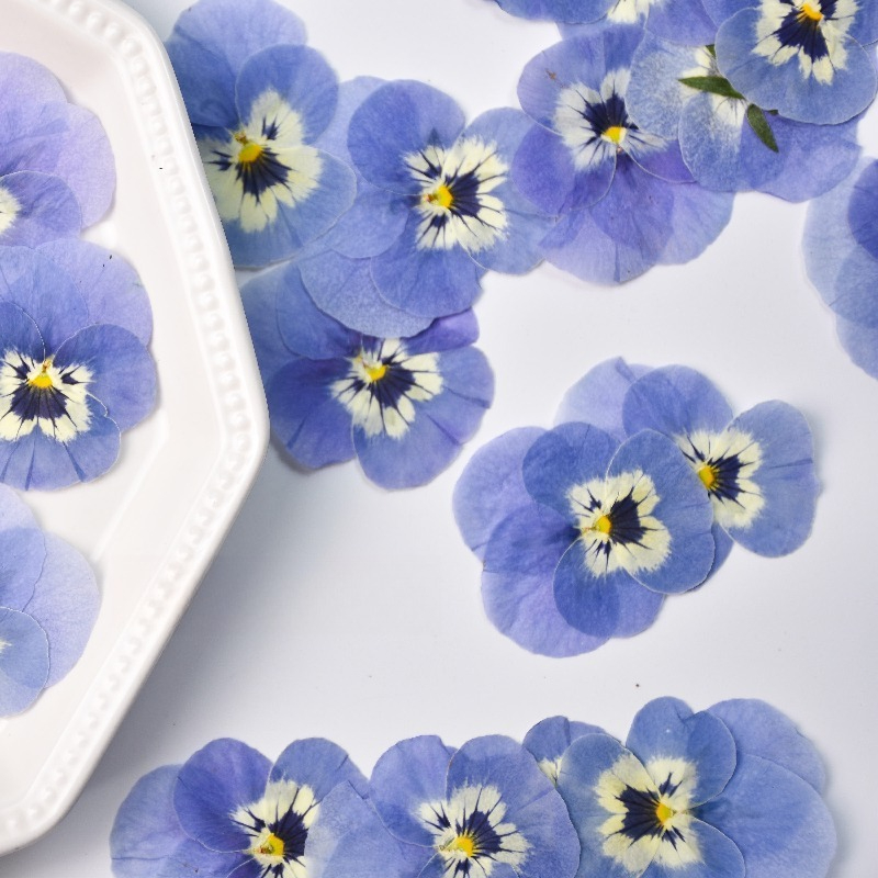 24pcs,Real Light Blue Pansy Pr - Art Craft 2 Year Olds review and price
